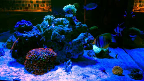 317B4700-DB08-498F-9BFA-D74A00507B9C.jpeg
