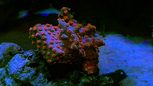 5DF97E7A-A55A-4485-B747-BFD14098A3B7.jpeg