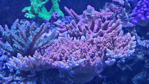 daylight millipora.jpg