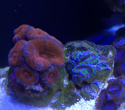 Acanthastrea lordhowensis