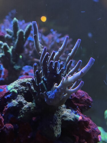Acropora WWC Budgie Smuggler 02