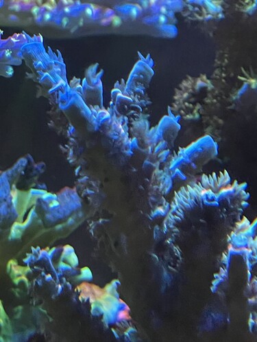 Acropora Homewrecker