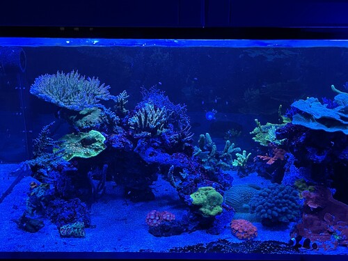 1 Side in Blue light