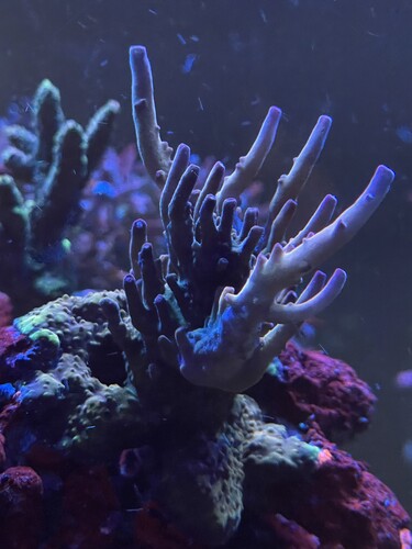 Acropora WWC Budgie Smuggler