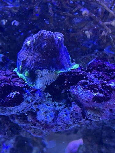 Damage by frogspawn