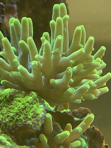 Acropora Lokani