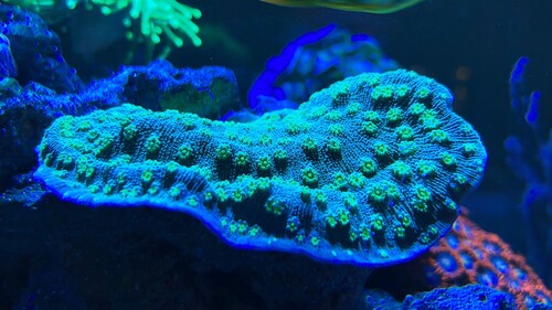 IMG_1688.JPG