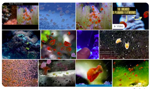 Skærmbillede 2023-04-22 kl. 18.52.50.png (1.13 MiB) Vist 4277 gange Sakset fra google. skrev red planarie... De kommer i alle mulige farver.