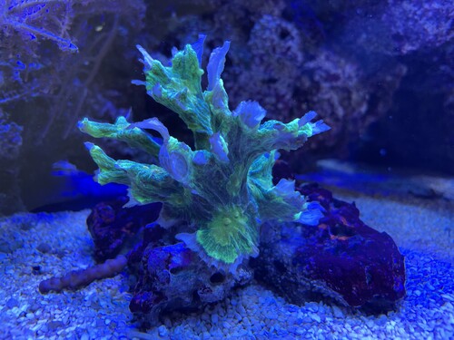 IMG_2417.jpeg