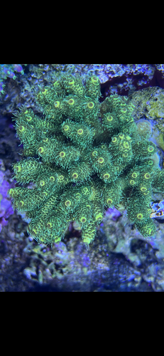 Acropora millepora