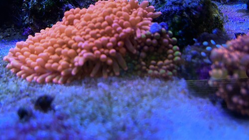 IMG_2205.jpeg