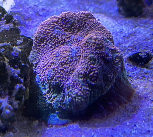 IMG_2215.jpeg