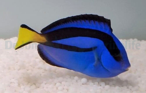 paracanthurus_hepatus_wm.jpg