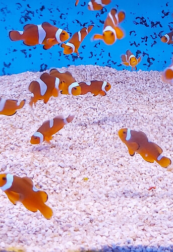 amphiprion_ocellaris_misbar_tb.jpg