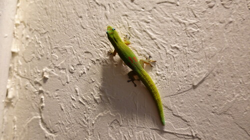 DSC04335.JPG