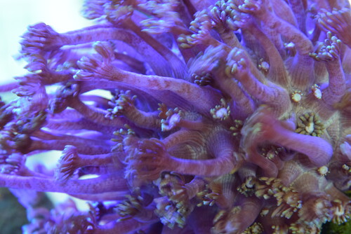 Gonipora2.JPG