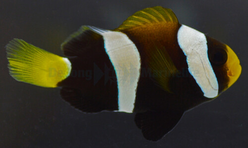 amphiprion_clarkii_black_-_djm_bred_wm.jpg