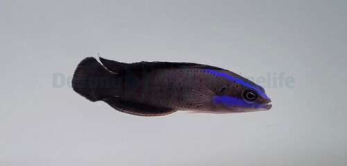 pseudochromis_springeri_wm.jpg