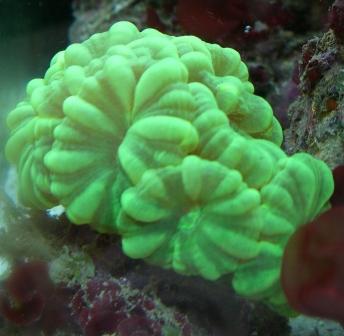 Caulastrea.JPG