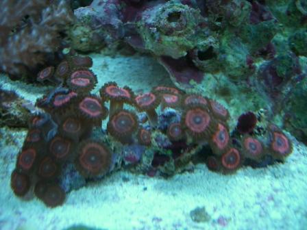 Pink polyp.JPG