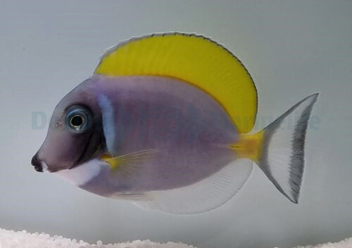 acanthurus_leucosternon_wm_4.jpg