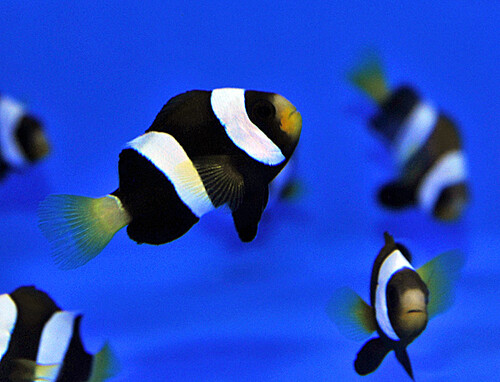 amphiprion_clarkii_black_tb.jpg