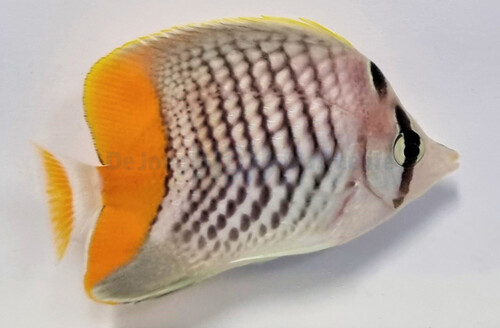 chaetodon_xanthurus_wm.jpg