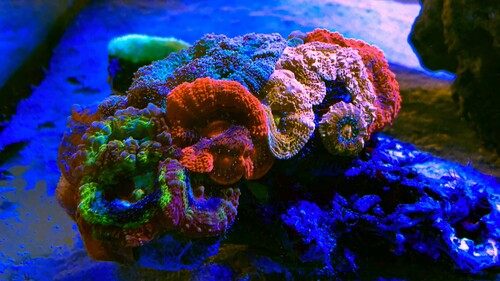 IMG_2463.jpeg