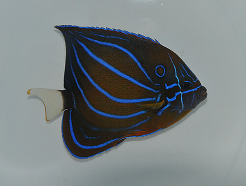 pomacanthus_annularis_adult_.jpg