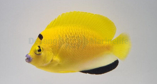 apolemichthys_trimaculatus_wm.jpg