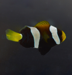 amphiprion_clarkii_black_-_djm_bred_wm_thumb.jpg