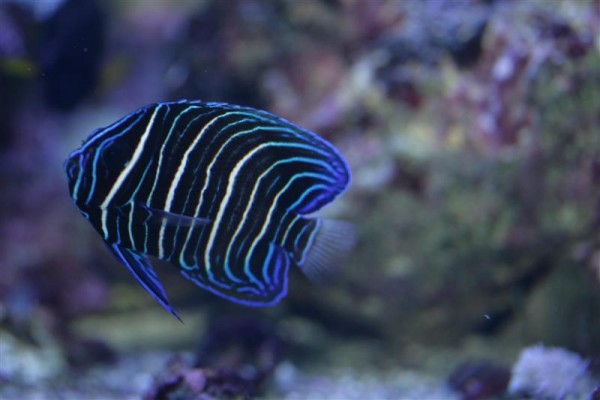 Ukendt ungfisk af kejser