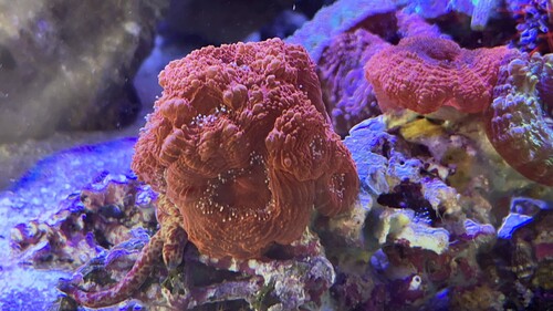 IMG_2617.jpeg