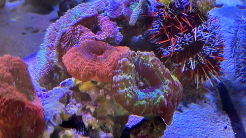 IMG_2616.jpeg