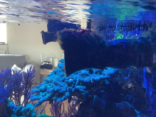 Algae