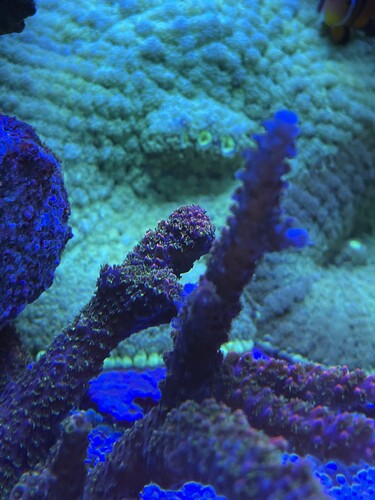 Coral in light