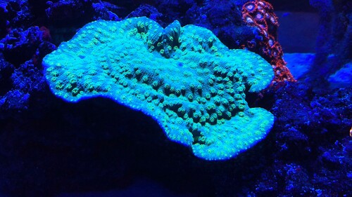 IMG_3049.jpeg