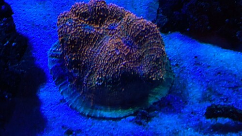 IMG_3051.jpeg
