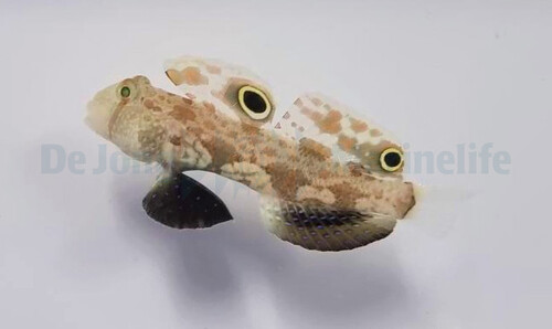 signigobius_biocellatus_wm.jpg