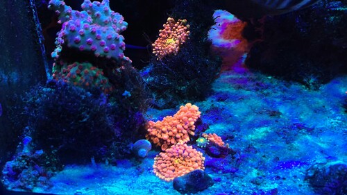 IMG_3337.jpeg