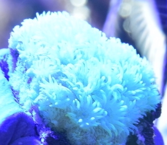Neon goni frag.jpeg