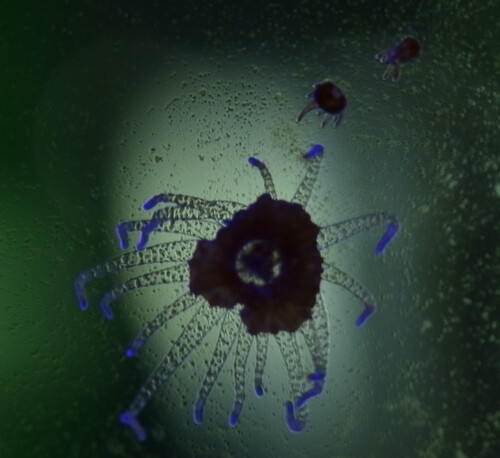 Hydra på glas.jpeg