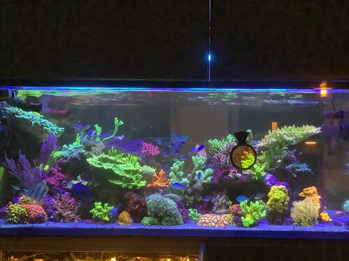 Tankview