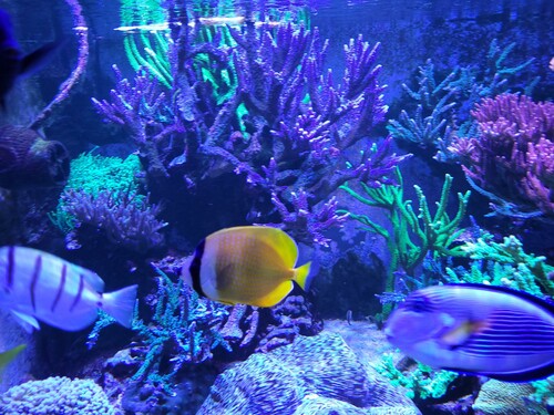 23.10.23 Kleinii 1.jpg (498.87 KiB) Vist 2024 gange Her kan du se forholdet mellem kleinii og nogle af kirurgerne.