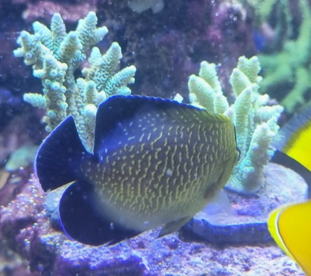 goldflake og gul Millepora.jpg