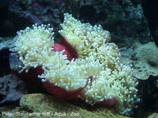 heteractis magnifica