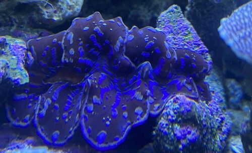 IMG_8714.jpeg