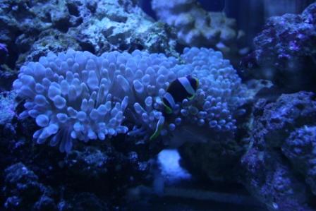 Anemonen med bobler på armene