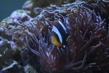 Anemone med lange arme