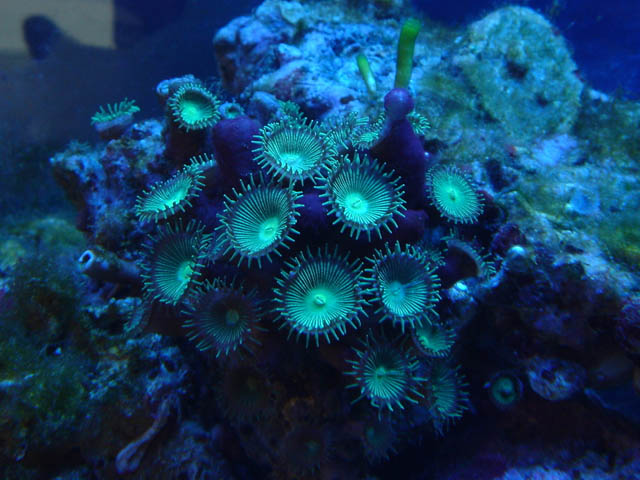 zoas.jpg
